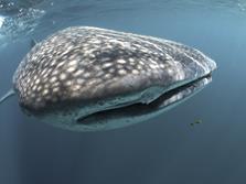 Morro Jable Dive Centre - Fuerteventura. Whale shark.